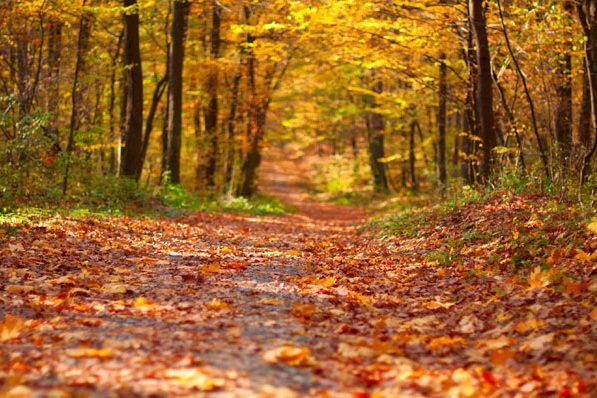 Fairhaven Woodland & Water Garden, South Walsham